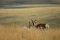 Doe Antelope and Fawn in Grass Royalty Free Stock Photo