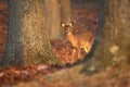 Doe behind trees