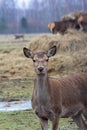 A doe with a black nose and brown fur in a deer farm in winter