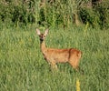 Doe - Capreolus capreolus grassing near the Lake of Pacsmag