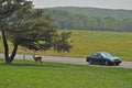 Doe and Car, Shenandoah Royalty Free Stock Photo