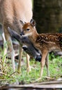 Doe Cleaning Her Young Fawn