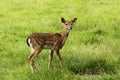 Doe cub in zoo Royalty Free Stock Photo