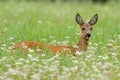 Doe Deer Royalty Free Stock Photo