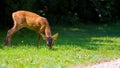 Doe deer Royalty Free Stock Photo