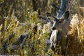 Doe Deer in Brush Royalty Free Stock Photo