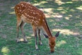 Sika Deer Eating Grass in Nara Park