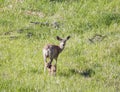 Doe Deer with Fawn Royalty Free Stock Photo