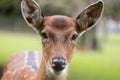 Doe deer head  close up Royalty Free Stock Photo