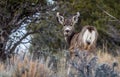 Doe Deer Looking Backwards While Eating