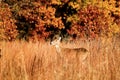 Doe deer spotted in autumn foliage and tall grass Royalty Free Stock Photo