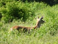 Doe deer stands watchful, still and alert in deep field grass Royalty Free Stock Photo