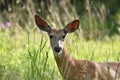 Doe Deer Up Close in a City Park