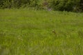 doe or deer in the wild seen from afar standing alone on a wide windy meadow in high grass with a row of trees in the background