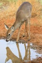 Doe drinking water Royalty Free Stock Photo