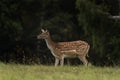 European fallow deer, common fallow deer, fallow deer, dama dama, Czech Republic Royalty Free Stock Photo