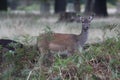 Doe Fallow Deer Royalty Free Stock Photo