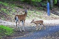 Doe and fawn Royalty Free Stock Photo