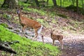 Doe and fawn Royalty Free Stock Photo