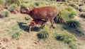 doe and fawn in captivity Royalty Free Stock Photo