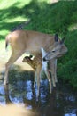 Doe and fawn Royalty Free Stock Photo