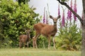 Doe, Fawn, and Foxgloves