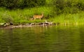 Doe and Fawn Royalty Free Stock Photo