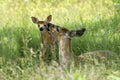 Doe and Fawn - A Mother's Love Royalty Free Stock Photo