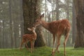 Doe and fawn rubbing noses