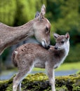 Deer and Fawn showing motherly love in Cisarua, Bogor, West Java, Indonesia.