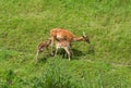 Doe feeding her fawns Royalty Free Stock Photo