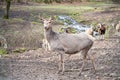 Doe, Female Deer Cow standing in front of a group of goats and billy goats, looking at camera, river in the background, Wildlife