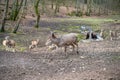 Doe, Female Deer Cow walking in front of a group of goats and billy goats, river in the background, Wildlife Park Brudergrund,