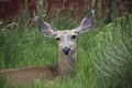 Doe female mule deer portrait laying in tall green grass meadow Colorado Royalty Free Stock Photo