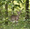 Doe in the forest Royalty Free Stock Photo