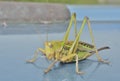 Doe of grasshopper 2 Royalty Free Stock Photo