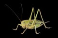 Doe of grasshopper 5 Royalty Free Stock Photo