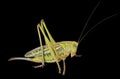 Doe of grasshopper 4 Royalty Free Stock Photo