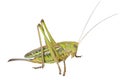 Doe of grasshopper 5 Royalty Free Stock Photo