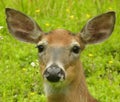 Doe Head Shot Royalty Free Stock Photo