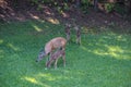 Doe and her baby fawns Royalty Free Stock Photo