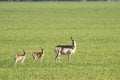 A family of Pronghorn Antelope on the Prairies Royalty Free Stock Photo