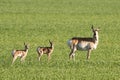 A family of Pronghorn Antelope on the Prairies Royalty Free Stock Photo