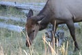 Doe looking for dinner Royalty Free Stock Photo