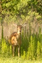 Doe in the meadow Royalty Free Stock Photo