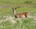 Doe in meadow Royalty Free Stock Photo