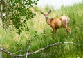 Mule Deer With Bird Standing in Green Field Horizontal