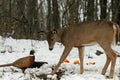 Doe meets Pheasant