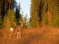 Doe Mule Deer Royalty Free Stock Photo