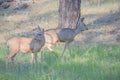 Doe Mule Deer grazing in Kaibab National Forest, Arizona Royalty Free Stock Photo